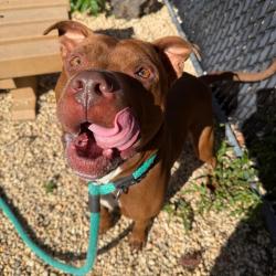 Shelter Stray Male Dog last seen , Animal Care & Control Team of Philly, 111 W Hunting Park Ave, Philadelphia, PA 19140, USA