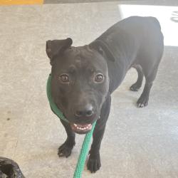 Shelter Stray Female Dog last seen , Animal Care & Control Team of Philly, 111 W Hunting Park Ave, Philadelphia, PA 19140, USA