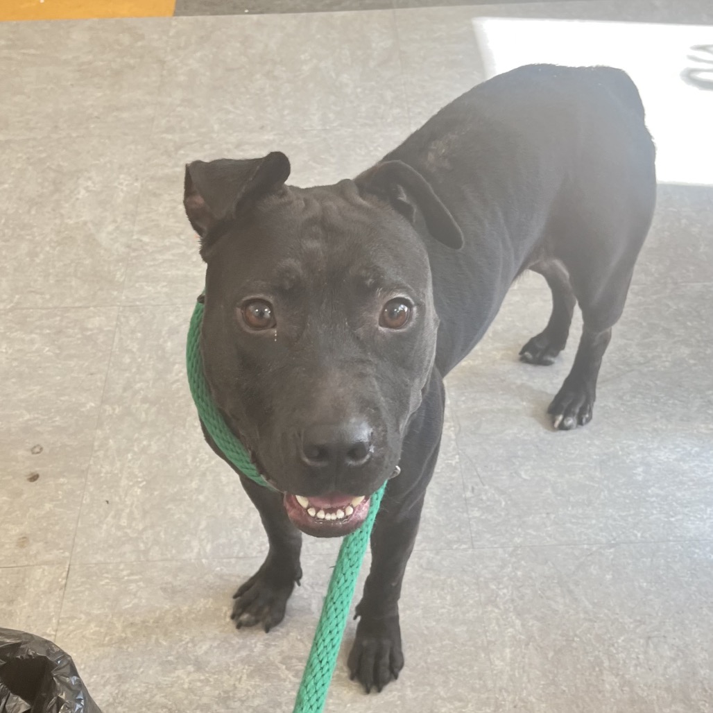 Shelter Stray Female Dog last seen , Animal Care & Control Team of Philly, 111 W Hunting Park Ave, Philadelphia, PA 19140, USA