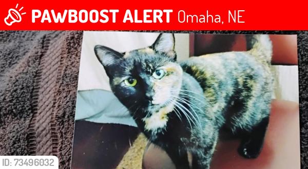 Lost Female Cat last seen Near M street omaha nebr.68107, Omaha, NE 68107