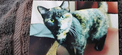 Lost Female Cat last seen Near M street omaha nebr.68107, Omaha, NE 68107