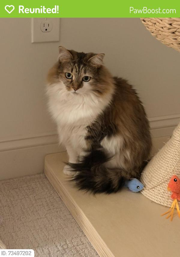 Reunited Female Cat last seen English Oaks neighborhood, Kennesaw, GA 30144