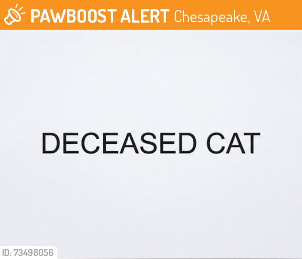 Found/Stray Unknown Cat last seen Sanderson Rd and Cedarville Rd, Chesapeake, VA 23322