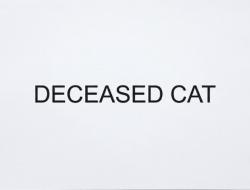 Found/Stray Unknown Cat last seen Sanderson Rd and Cedarville Rd, Chesapeake, VA 23322