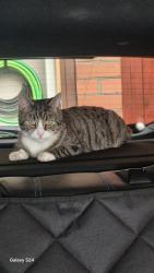 Reunited Male Cat last seen Stamford Road, West Midlands, England DY5 2QE