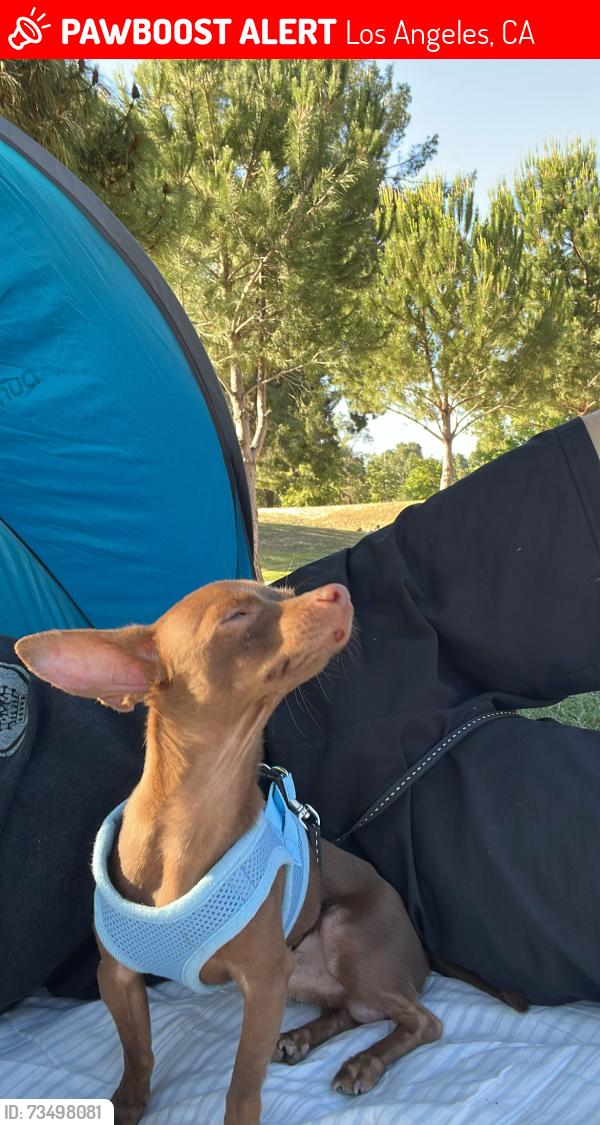 Lost Male Dog last seen Osborne’s & beachy, Los Angeles, CA 91331