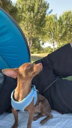 Lost Male Dog last seen Osborne’s & beachy, Los Angeles, CA 91331