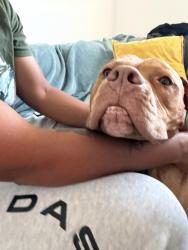 Reunited Male Dog last seen Chatwin and wardlow, Long Beach, CA 90808