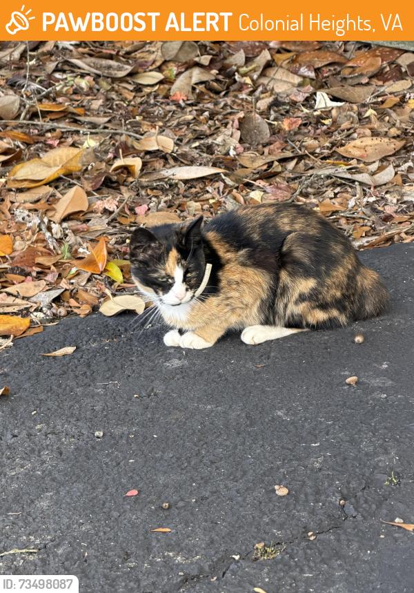 Found/Stray Female Cat last seen near the family laundromat, Colonial Heights, VA 23834