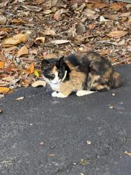 Found/Stray Female Cat last seen near the family laundromat, Colonial Heights, VA 23834