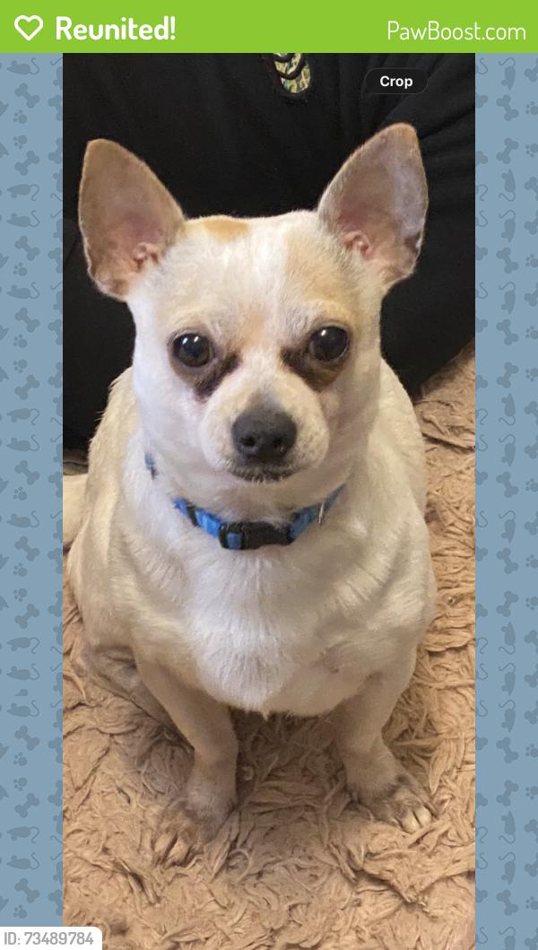 Reunited Male Cat last seen Bethsaida rd, Fairburn, GA 30213