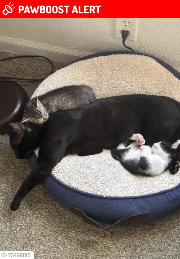 Lost Male Cat last seen Cowbell Ct., Rancho Tehama Reserve, CA 96021