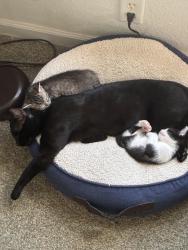 Lost Male Cat last seen Cowbell Ct., Rancho Tehama Reserve, CA 96021
