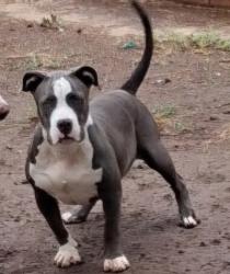 Found/Stray Female Dog last seen Greenbay, San Diego, CA 92154