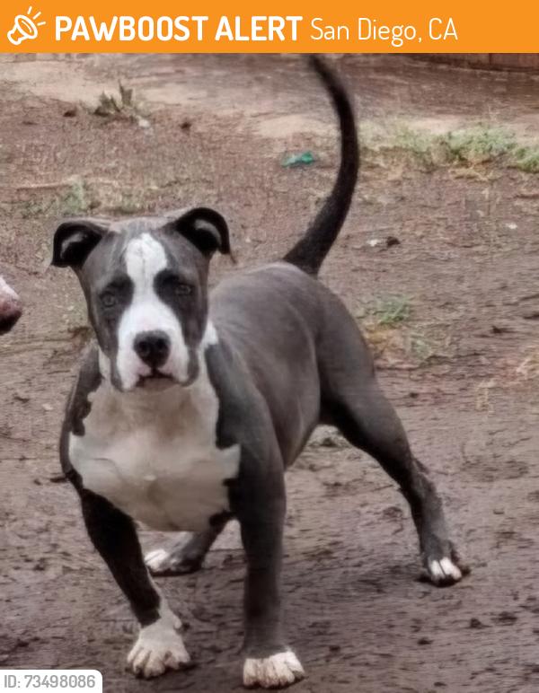 Found/Stray Female Dog last seen Greenbay, San Diego, CA 92154