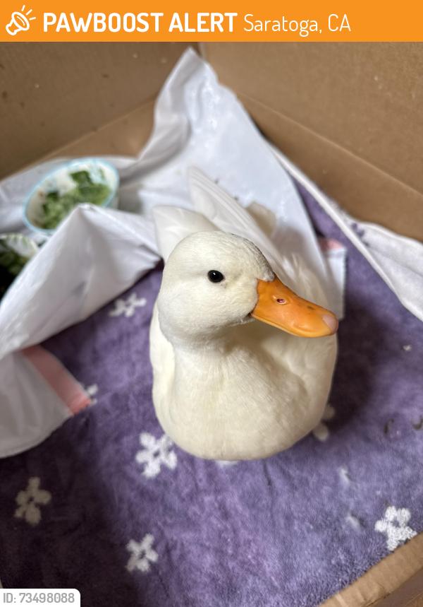 Found/Stray Unknown Bird last seen Saratoga Star Aquatics, Saratoga, CA 95070