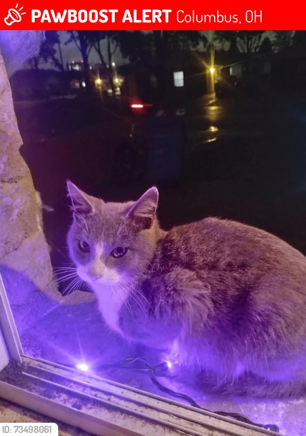 Lost Male Cat last seen Hamilton Rd, Turkey Hill, Columbus, OH 43213