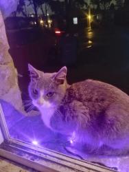 Lost Male Cat last seen Hamilton Rd, Turkey Hill, Columbus, OH 43213