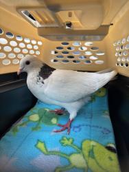 Found/Stray Unknown Bird last seen Victory Blvd & Lankershim Blvd, Los Angeles, CA 91606