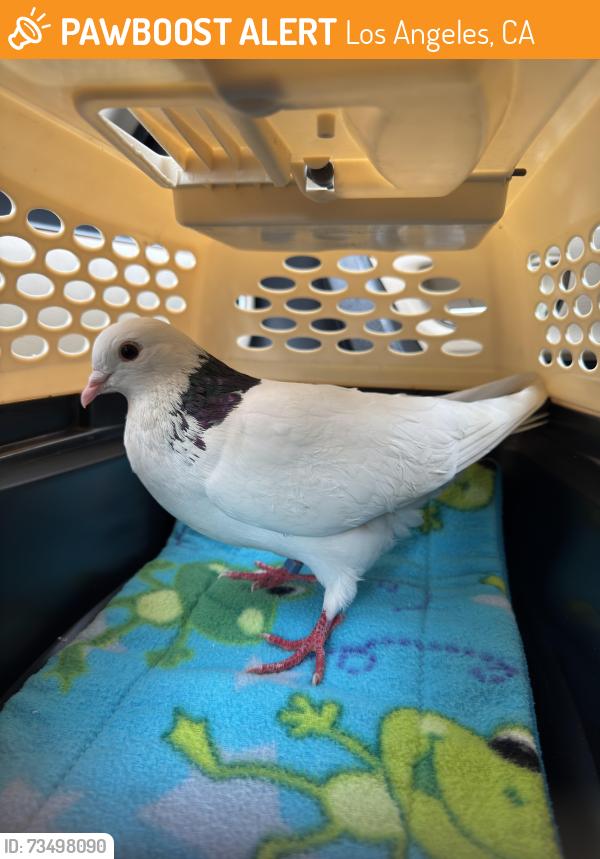 Found/Stray Unknown Bird last seen Victory Blvd & Lankershim Blvd, Los Angeles, CA 91606