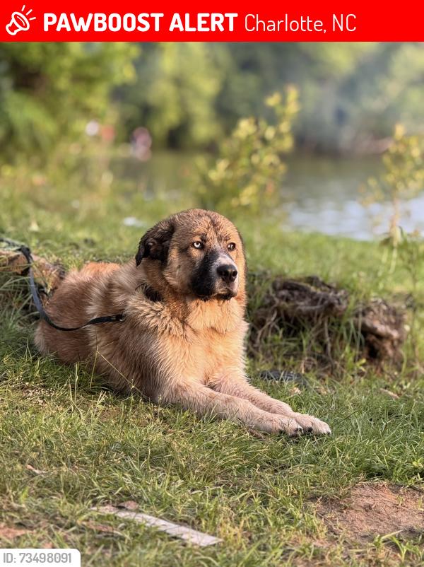 Lost Male Dog last seen Near pence rd Charlotte nc 28215, Charlotte, NC 28215