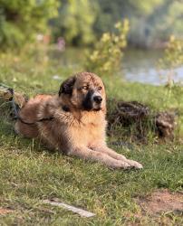 Lost Male Dog last seen Near pence rd Charlotte nc 28215, Charlotte, NC 28215