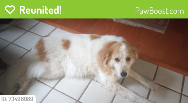 Reunited Female Dog last seen Woodbine Ave, Penn Valley, PA 19072