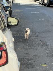 Found/Stray Unknown Cat last seen Infront of skilled nursing and rehab facility, Jersey City, NJ 07306