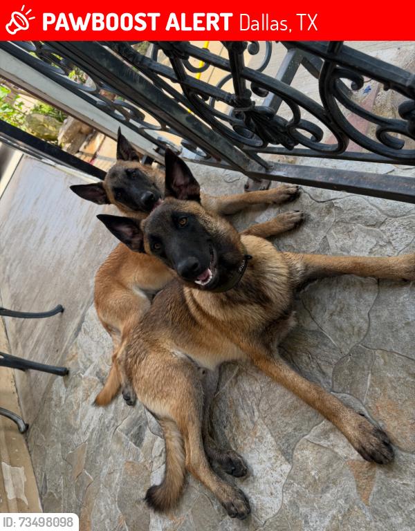 Lost Male Dog last seen Cockrell hill and Meredith, Dallas, TX 75211