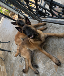 Lost Male Dog last seen Cockrell hill and Meredith, Dallas, TX 75211