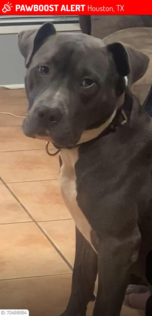 Lost Male Dog last seen Winkleman, Houston, TX 77083