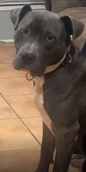 Lost Male Dog last seen Winkleman, Houston, TX 77083