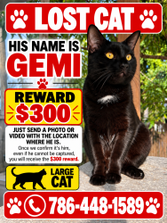 Lost Male Cat last seen Plantation Gardens cndmnium, Plantation, FL 33317