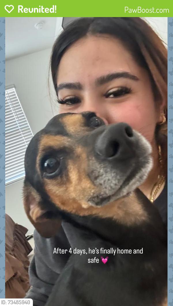 Reunited Male Dog last seen Near and grand on 183rd drive, Wittmann, AZ 85361