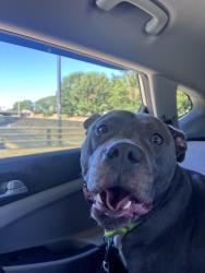 Reunited Female Dog last seen Attaberry Dr. And Brook Rd., Charlotte, NC 28205