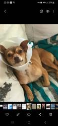 Reunited Female Dog last seen Dorset dr, Killeen, TX 76542