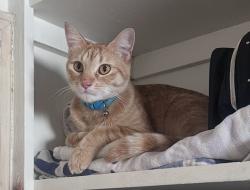 Reunited Male Cat last seen Near Oak St, Santa Ana, CA 92707, USA, Santa Ana, CA 92707