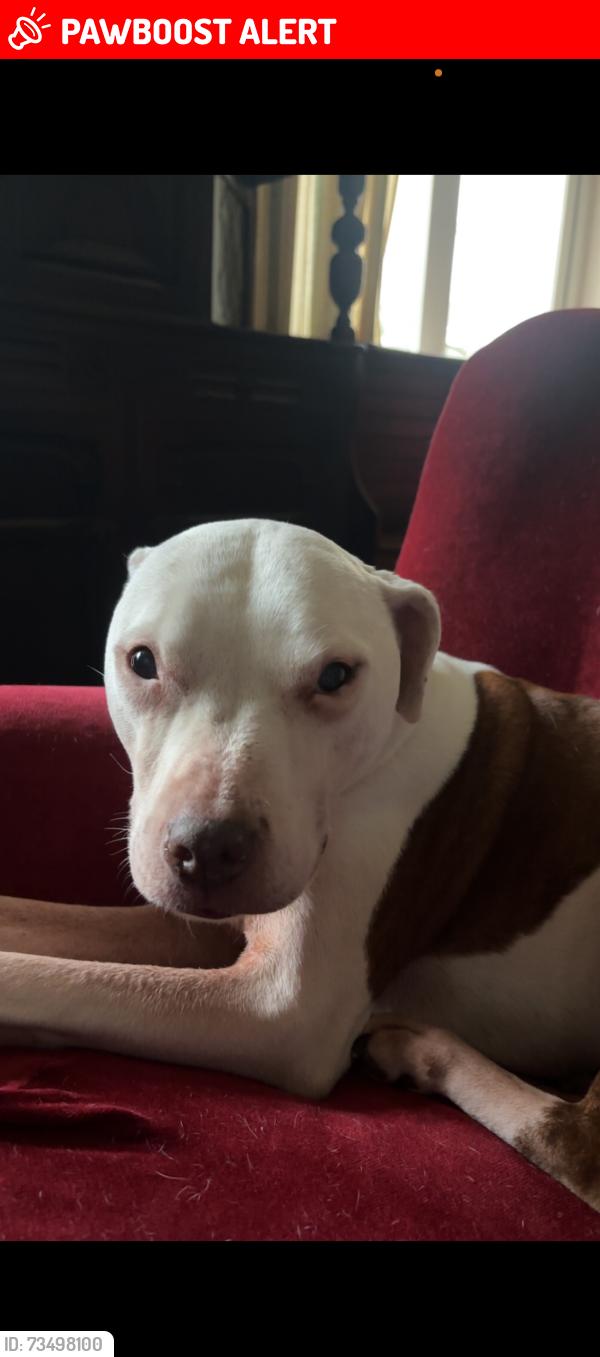 Lost Female Dog last seen Streetly crematorium, West Midlands, England WS9 0SH