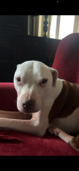 Lost Female Dog last seen Streetly crematorium, West Midlands, England WS9 0SH