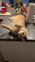 Lost Male Cat last seen Guthrie road, Belton, SC 29627