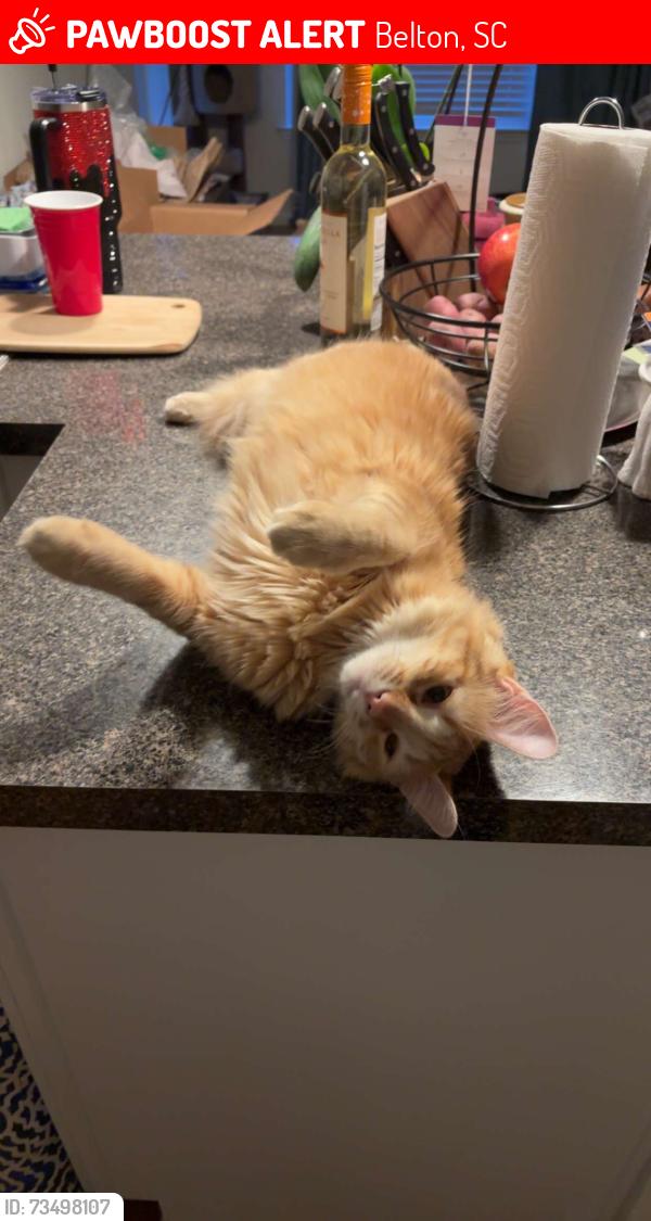 Lost Male Cat last seen Guthrie road, Belton, SC 29627