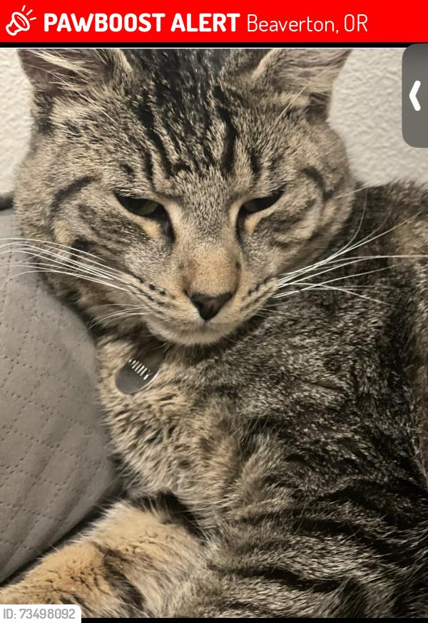 Lost Male Cat last seen Near SW Valley Ave, Beaverton, OR 97008