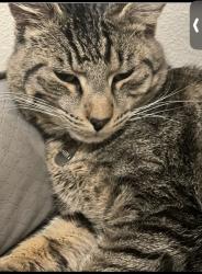 Lost Male Cat last seen Near SW Valley Ave, Beaverton, OR 97008