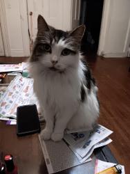 Lost Female Cat last seen German hse, Rochester, NY 14620
