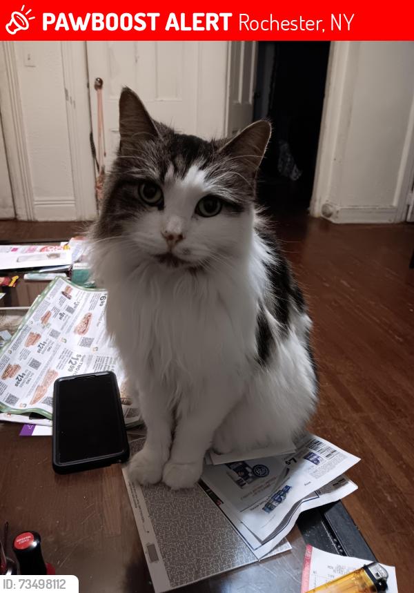 Lost Female Cat last seen German hse, Rochester, NY 14620
