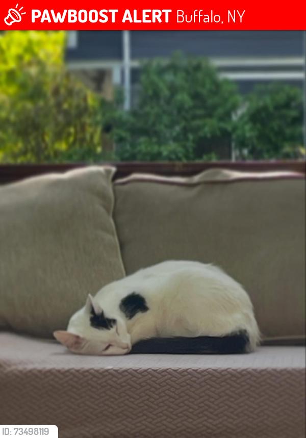 Lost Male Cat last seen Delaware ave Bird ave, Buffalo, NY 14209