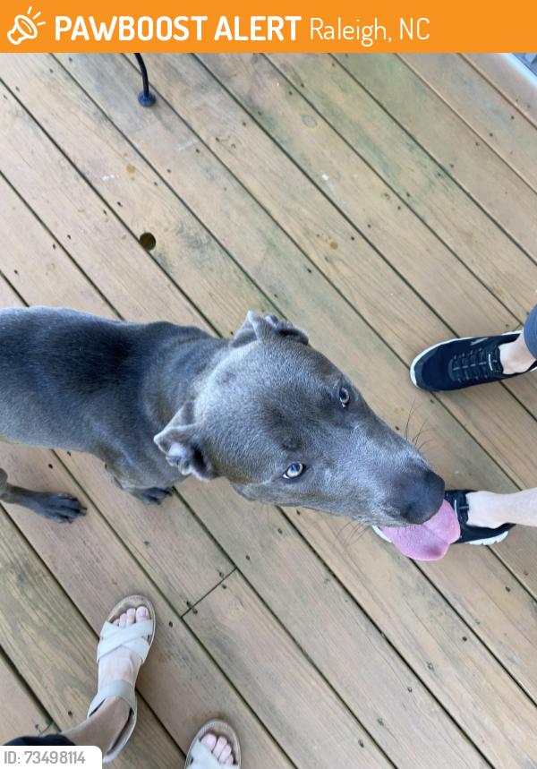 Found/Stray Male Dog last seen River Bend Middle School, Raleigh, NC 27616