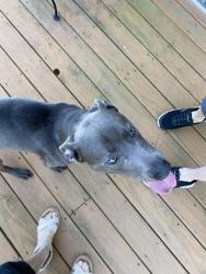 Found/Stray Male Dog last seen River Bend Middle School, Raleigh, NC 27616
