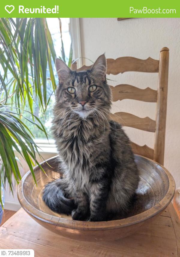 Reunited Male Cat last seen Near Adams Street, Denver, CO 80206