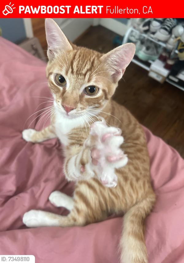 Lost Male Cat last seen Raymond & Commonwealth, Fullerton, CA 92831